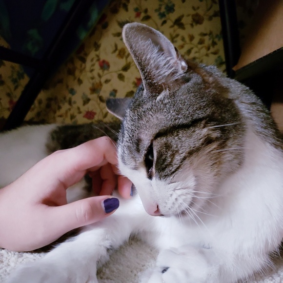 Meet your Posher, Ophelia - Picture 5 of 8